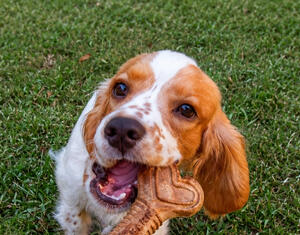 Approved Messaging Work example thumbnail image: Photo of a dog in grass chewing on a dog chew.